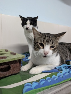 Luna und Teo, Europäisch Kurzhaar (EKH) - Katze