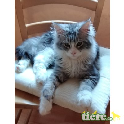 Lunis, Maine Coon - Kater