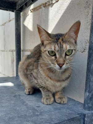 Lusi, Europäisch Kurzhaar - Katze