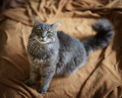 Lustig, Europäisches Langhaarig Jungtier - Kater