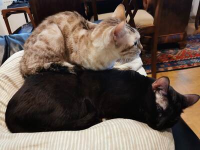 Luzi & Nyx, Bengal - Katze