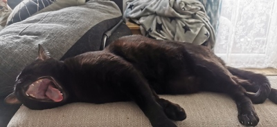 Luzi & Nyx, Bengal - Katze