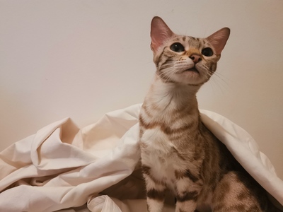 Luzi & Nyx, Bengal - Katze