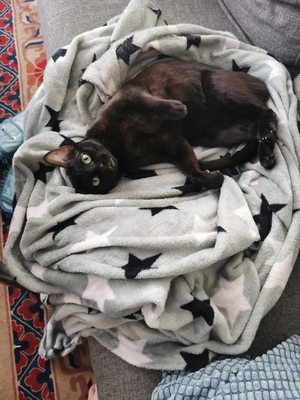 Luzi & Nyx, Bengal - Katze