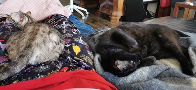 Luzi & Nyx, Bengal - Katze