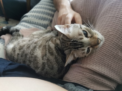 Luzi & Nyx, Bengal - Katze