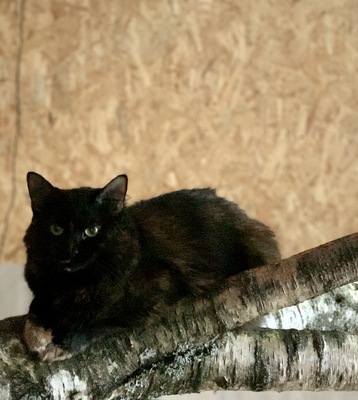 Luzy, Bauernkatze - Katze