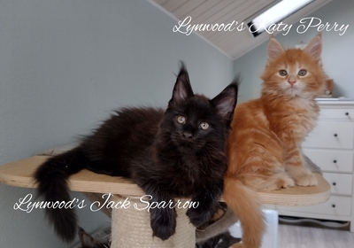 Lynwoods Maine coon, Main Coon Jungtier - Kater 1