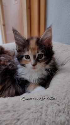 Lynwoods Maine coon, Main Coon Jungtier - Kater