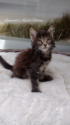 Lynwoods Maine coon, Main Coon Jungtier - Kater