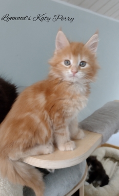 Lynwoods Maine coon, Main Coon Jungtier - Kater