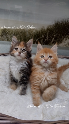 Lynwoods Maine coon, Main Coon Jungtier - Kater