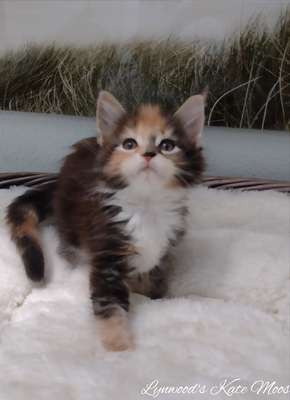 Lynwoods Maine coon, Main Coon Jungtier - Kater