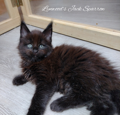 Lynwoods Maine coon, Main Coon Jungtier - Kater