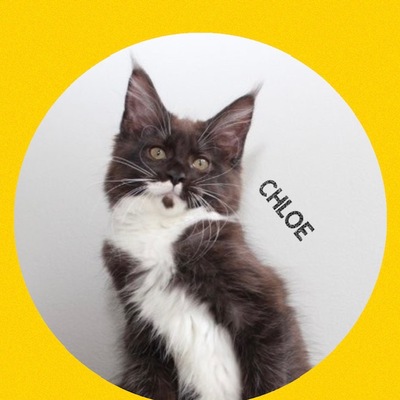 MAINE COON KITTE CHLOE