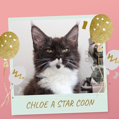 MAINE COON KITTEN CHLOE SUCHT NOCH NACH IHREN KUSCHELSOFA