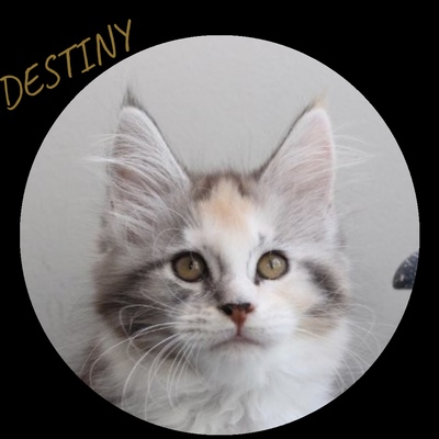 MAINE COON KITTEN DESTINY A STAR COON