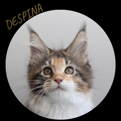 MAINE COON KITTEN DESTINY A STAR COON, MAINE COON KITTEN Jungtier - Katze