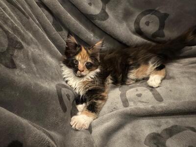 MAINE COON KITTEN Jungtier - Katze