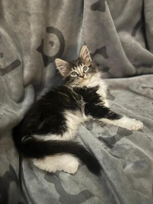 MAINE COON KITTEN Jungtier - Katze
