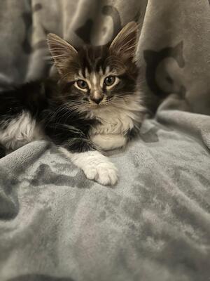 MAINE COON KITTEN Jungtier - Katze