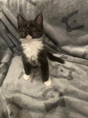 MAINE COON KITTEN Jungtier - Katze