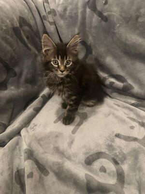MAINE COON KITTEN Jungtier - Katze
