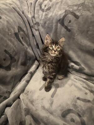 MAINE COON KITTEN Jungtier - Katze