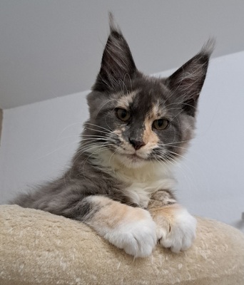 MAINE COON MÄDCHEN MIT STAMMBAUM, Maine Coon Jungtier - Katze