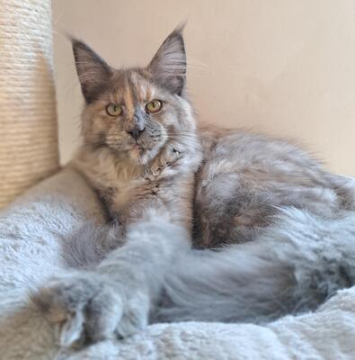 MAINE COON MÄDCHEN MIT STAMMBAUM, Maine-Coon Jungtier - Katze