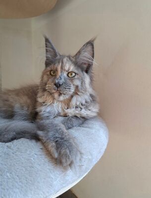 MAINE COON MÄDCHEN MIT STAMMBAUM, Maine-Coon Jungtier - Katze