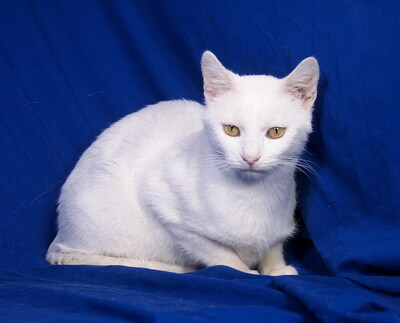 MANDY - R E S E R V I E R T !!!!! sehr freundlich und verschmust, neugierig, verspielt, hundeverträglich, Mischling - Katze