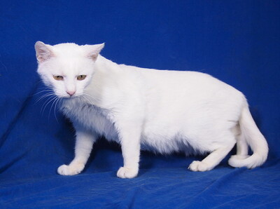MANDY - R E S E R V I E R T !!!!! sehr freundlich und verschmust, neugierig, verspielt, hundeverträglich, Mischling - Katze