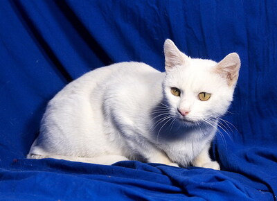 MANDY - R E S E R V I E R T !!!!! sehr freundlich und verschmust, neugierig, verspielt, hundeverträglich, Mischling - Katze