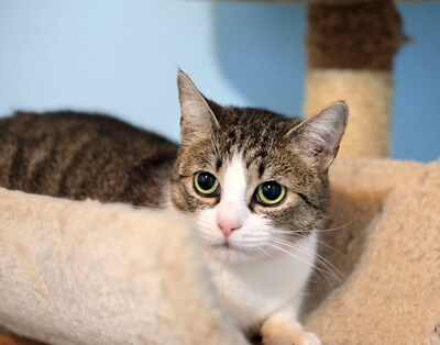 MANKA - vorsichtig und noch etwas ängstlich, Mischling - Katze