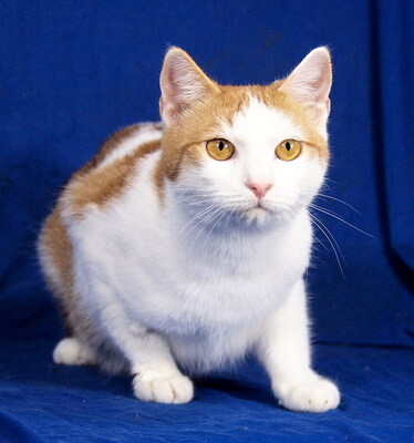 MANUEL - lebenslustig, sehr freundlich, verschmust, neugierig, hundeverträglich