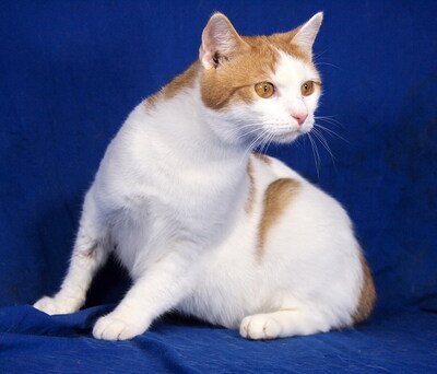 MANUEL - lebenslustig, sehr freundlich, verschmust, neugierig, hundeverträglich, Mischling - Kater