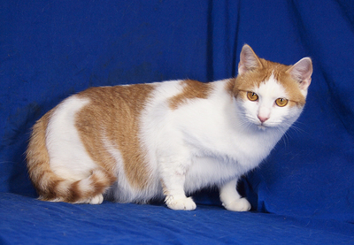 MANUEL - lebenslustig, sehr freundlich, verschmust, neugierig, hundeverträglich, Mischling - Kater