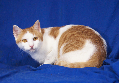 MANUEL - lebenslustig, sehr freundlich, verschmust, neugierig, hundeverträglich, Mischling - Kater