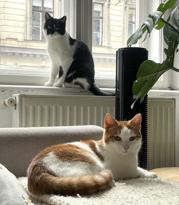 MANUEL - zutraulich, verspielt, verschmust & SIMONA - freundlich, verspielt, neugierig, anfangs etwas schüchtern und vorsichtig, Mischling - Betreuung Wien - Kater