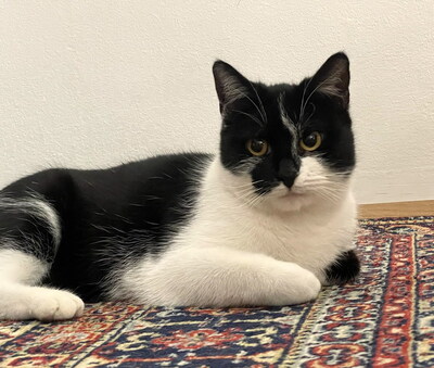 MANUEL - zutraulich, verspielt, verschmust & SIMONA - freundlich, verspielt, neugierig, anfangs etwas schüchtern und vorsichtig, Mischling - Betreuung Wien - Kater