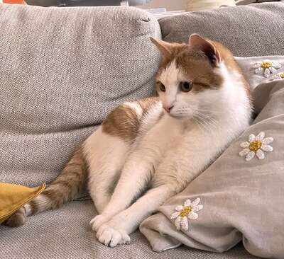 MANUEL - zutraulich, verspielt, verschmust & SIMONA - freundlich, verspielt, neugierig, anfangs etwas schüchtern und vorsichtig, Mischling - Betreuung Wien - Kater