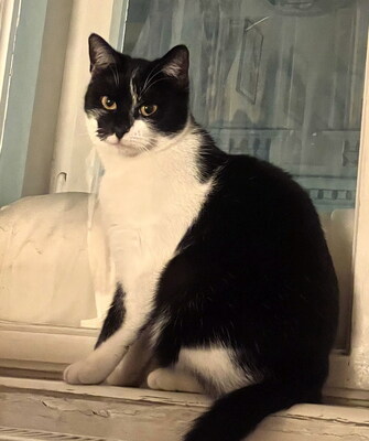MANUEL - zutraulich, verspielt, verschmust & SIMONA - freundlich, verspielt, neugierig, anfangs etwas schüchtern und vorsichtig, Mischling - Betreuung Wien - Kater