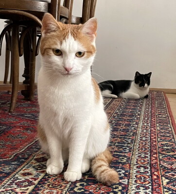 MANUEL - zutraulich, verspielt, verschmust & SIMONA - freundlich, verspielt, neugierig, anfangs etwas schüchtern und vorsichtig, Mischling - Betreuung Wien - Kater