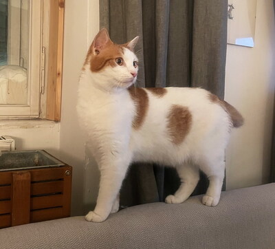 MANUEL - zutraulich, verspielt, verschmust & SIMONA - freundlich, verspielt, neugierig, anfangs etwas schüchtern und vorsichtig, Mischling - Kater