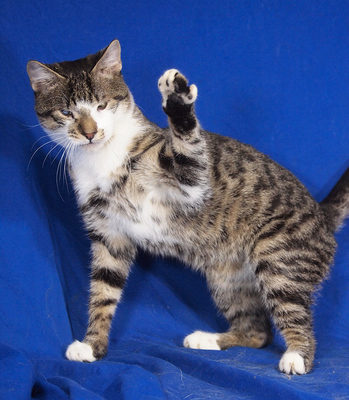 MARCI (Augenerkrankung) - R E S E R V I E R T !!!!! sehr freundlich, verschmust, neugierig, verspielt, hundeverträglich, Mischling - Kater