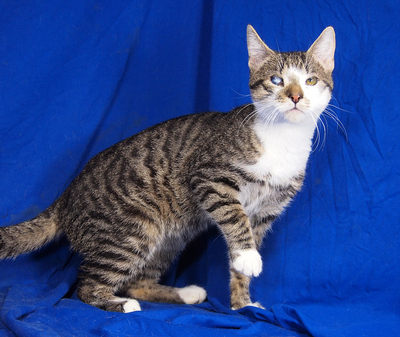 MARCI (Augenerkrankung) - R E S E R V I E R T !!!!! sehr freundlich, verschmust, neugierig, verspielt, hundeverträglich, Mischling - Kater