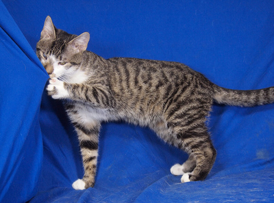 MARCI (Augenerkrankung) - R E S E R V I E R T !!!!! sehr freundlich, verschmust, neugierig, verspielt, hundeverträglich, Mischling - Kater