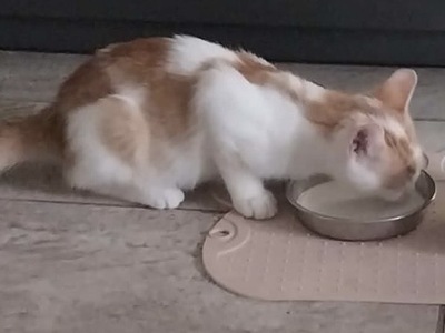 MARCUS, EKH Jungtier - Kater