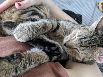 MARTHA - NOTFALL!!! SPENDENAUFRUF!!! freundlich, sanftmütig, verschmust, kuschelt gerne, in neuen Situationen vorsichtig, gutmütig, neugierig und interessiert, Mischling (Video-Link vorhanden) - Wien - Katze